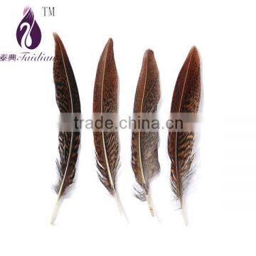 gold tail pheasant chicken feathers