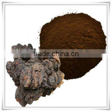 Natural OPC 95% Low Price Pine Bark Extract photo-4