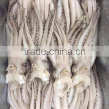IQF BQF frozen Squid head