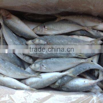 2016 Top qulity Whole round scad 6-8pcs/kg for sales