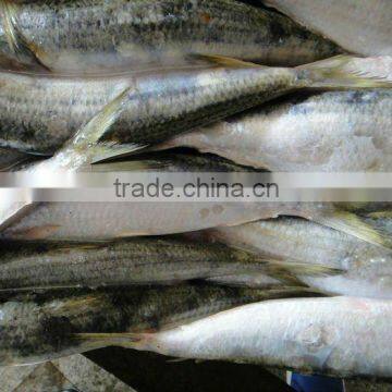 8_10PCS_KG_Frozen_Sardines