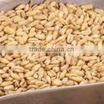 Hulled Oat From Ukraine