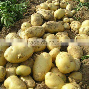 china fresh potatoes /table potatoes for sales