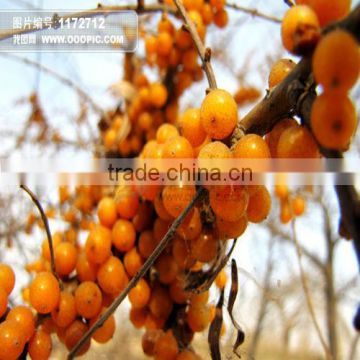 Sea Buckthorn Trees Seeds For Planting High Economic Value Can Harvest More Than 25 Years