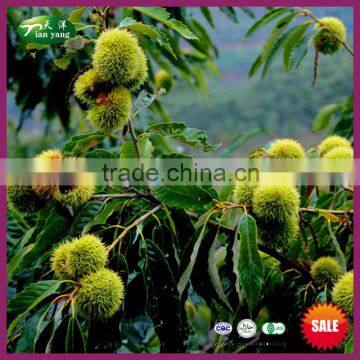 2016 New Crop Yanshan Hebei Origin Best Harvesting Fresh Chestnuts