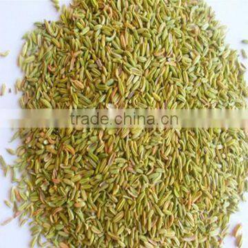 Best Quality Low Price Fennel Seed