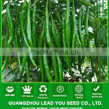 JP01 Heijin high disease resistant hybrid hot chilli seeds f1