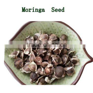 High Quality Dry Moringa Seed 1000g