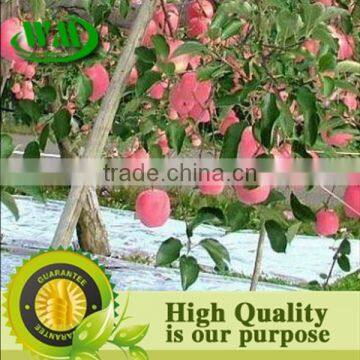 High Quality Agricultural Reflective Silver Mulch Film photo-3