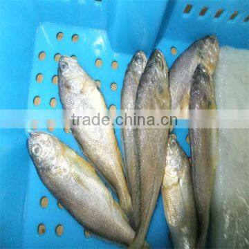 iqf seafood frozen fish pacific