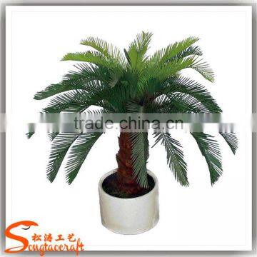 China Suppliers Small Palm Trees Cycas Revoluta Price Cycas Revoluta photo-3
