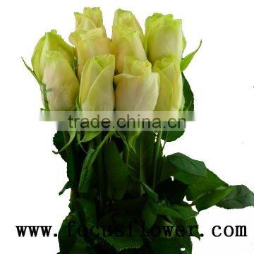 Wholesale high quality fresh cut red rose flowers yunnan fresh cut rose flower vendela rose with 0.8_1.2kg/bundle from yunnan na