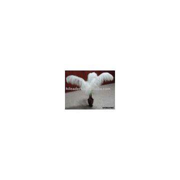 ostrich feather