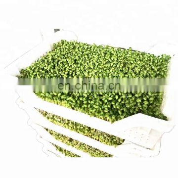 Barley germination machine | animal green forage growing machine | bud seedling equipment