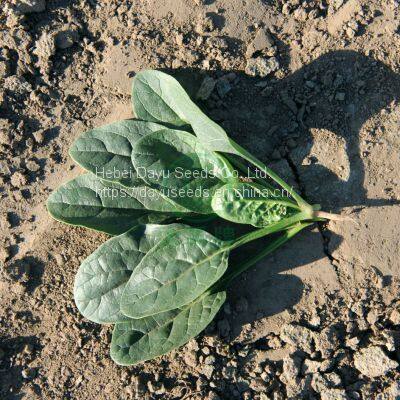 Fast Growth High Yield Spinach Chinese Spinach Seeds For Sale Vegetable Seed Wholesale Suppliers photo-2
