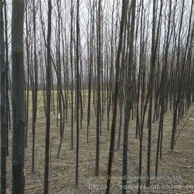 Price of 7 - Centimeter Melia Azedarach Trees With High Survival Rate photo-4