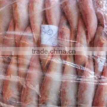 Good quality Big Eye Frozen Snapper