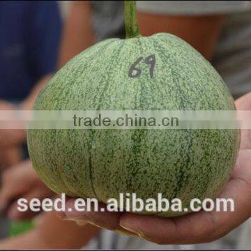 Green Beauty No.69 Chinese Stripe Musk Melon Seeds