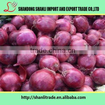 Natural chinese onion/organic onion/Fresh Red Onion