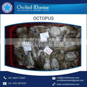 Frozen Baby Octopus (Octopus Ocellated) for Sale photo-2
