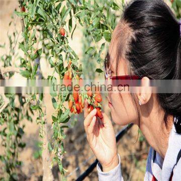 Red Goji Fruit From China photo-3