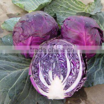 Purple fresh cabbage chinese cabbage