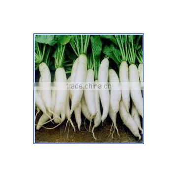 High Yield Snow White 45 days Radish Seed For Growing VGR021