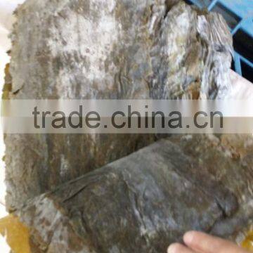 Dried Kelp Sheet, Broad Dried Kelp Leaves to Conduct SPA Treatments in Beauty Salons photo-2