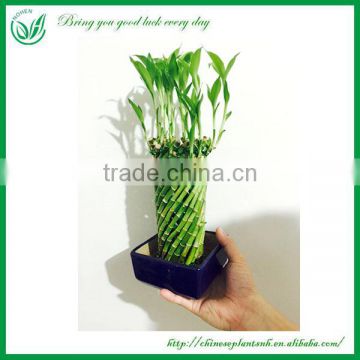 Wheel Shaped Braided Dracaena Sanderiana Lucky Bamboo