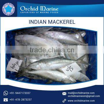 Easy to Digest Individually Frozen Indian Mackerel Fish photo-6