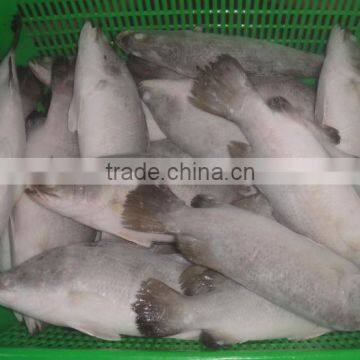 FROZEN ASIAN SEA BASS IMPORTER