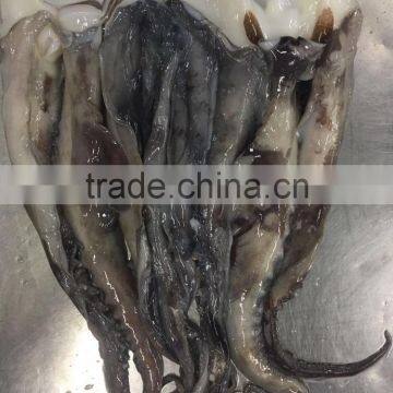 Wholesale Illex Squid Head Tentacle Sleeve Fish to Exporter photo-3