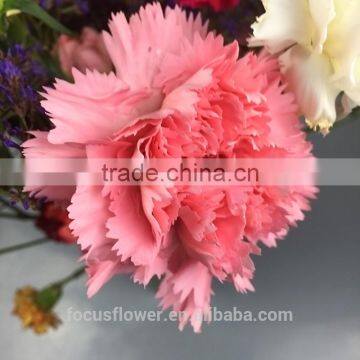 Hot Fashion Single Carnations Cut Flower Price Fresh Cut Flowers From China