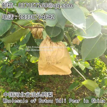 2019Botou Ya Pear Wholesalefengshui Pear huangguan Pear