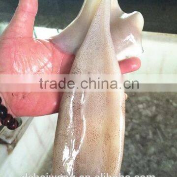 Landing Frozen Illex Squid Body With Size 400 - 600g