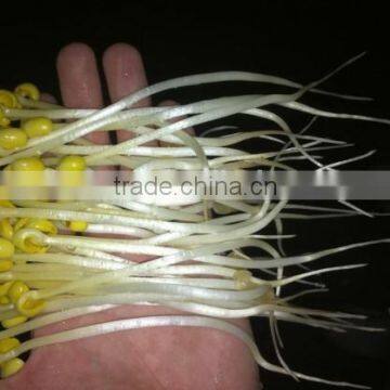 Factory Supply Automatic Bean Sprout Growing Machine for Sale photo-2
