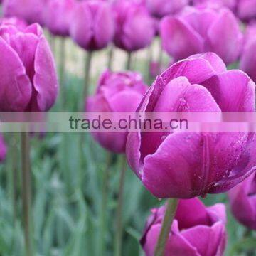 Fresh Promotional Fresh Cut Flowers Tulip