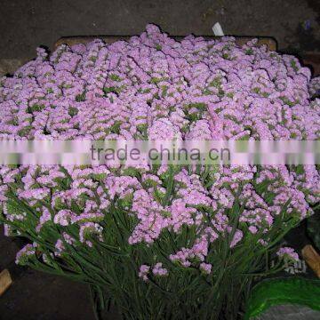 Wide Varieties Hotsell Myosotis Cut Flower on Selling photo-6