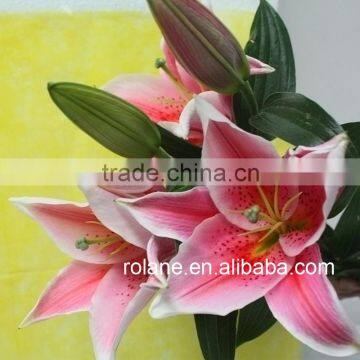 World Class High Quality Fresh Lilium With Good Packaging photo-3