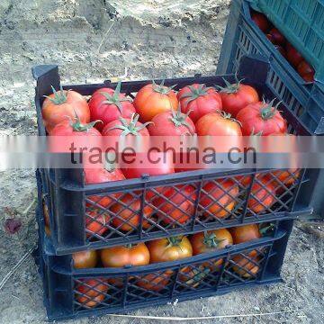 Fresh Tomato photo-4