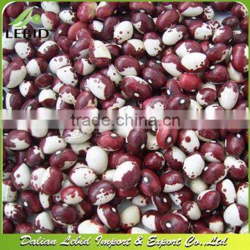 2014 Crop Panda Kidney Beans Hot Sale