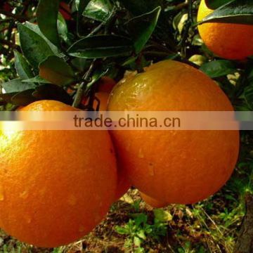 New Fresh Navel orange Price with Good Quality