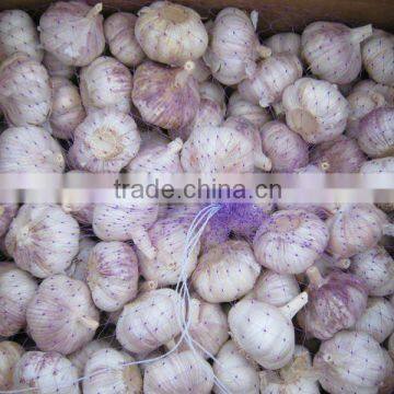 great white garlic from jinxiang