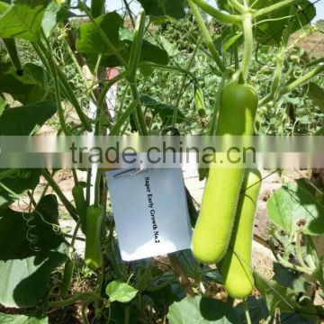 2016 Hybrid F1 bottle gourd seeds for sale-Super Early Growth No.2