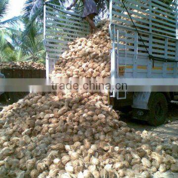 FRESH MEDIUM MATURE COCONUT