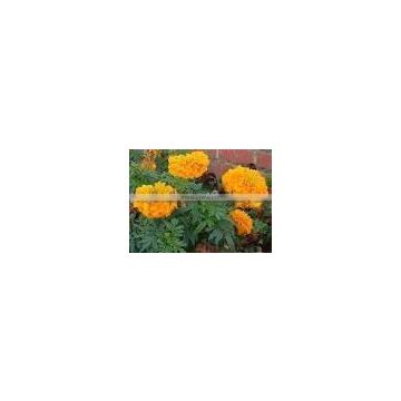 High Quality Tagetes Erecta Extract Powder