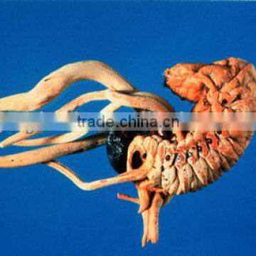 Cordyceps Extract Powder 25:1