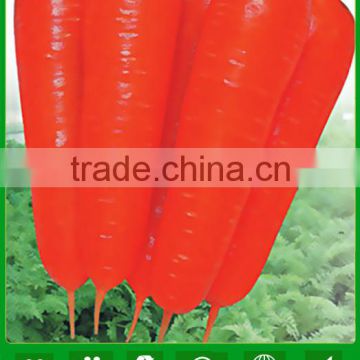 MCA021 Dahong good quality heat resistant carrot seeds price