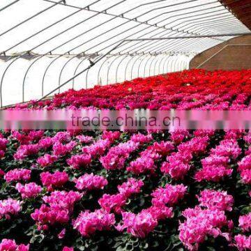 Modern Plastic Film Greenhouse With Steel Skeleton and Hot Drip Galvanized Bolt for Vegetable and Flower Grow for Hot Sale photo-3