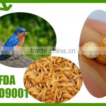 Microwave dried mealworm bird feed